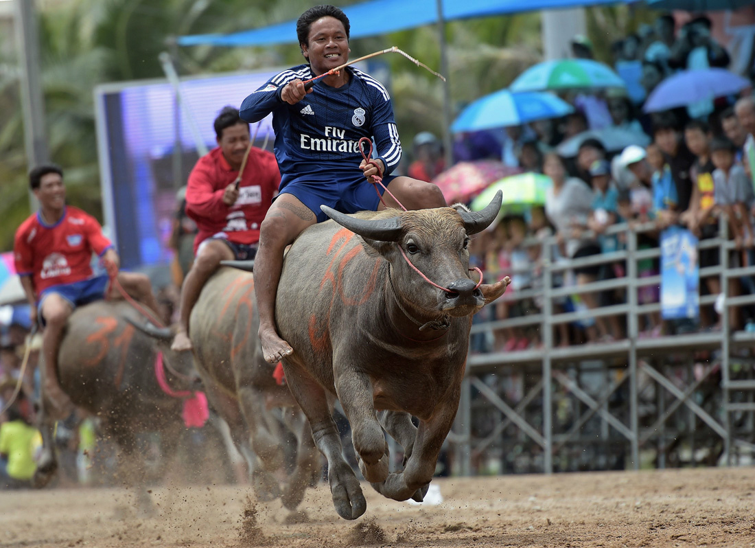 泰國百年傳統水牛節！